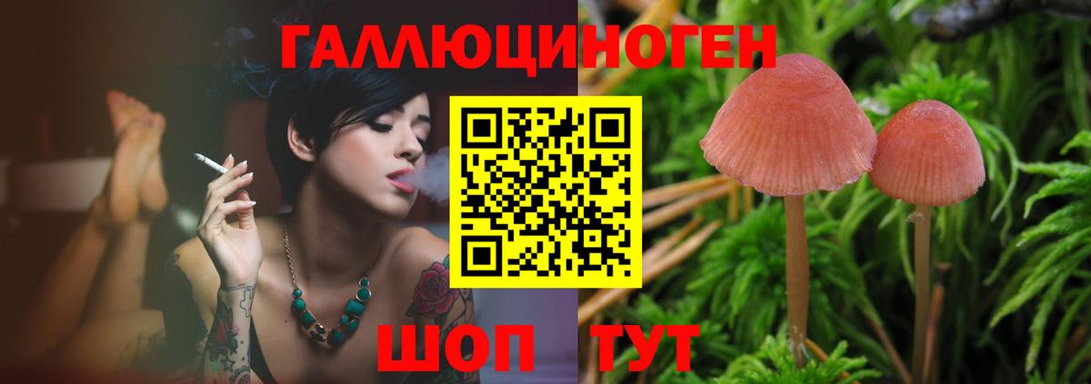 Саянск  Псилоцибиновые грибы Cubensis  Вход с VPN 